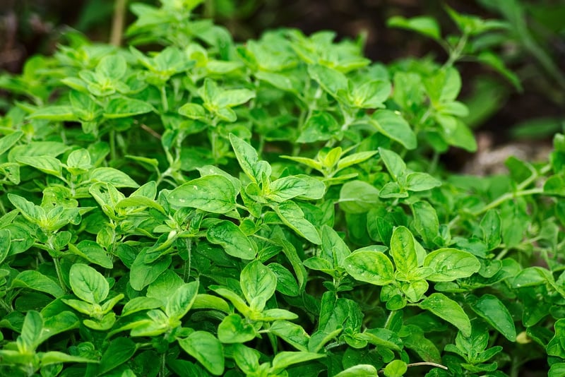 Aromatic Plants