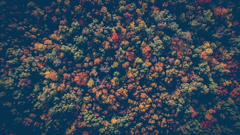 Fall Foliage